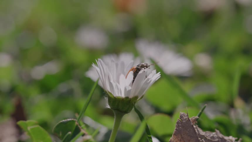Insect crawls out of a flower clinging to the petals