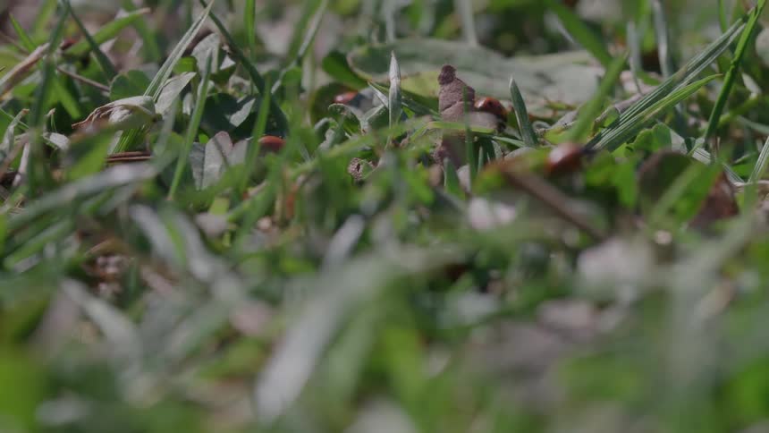Closeup of ladybugs crawling on grass