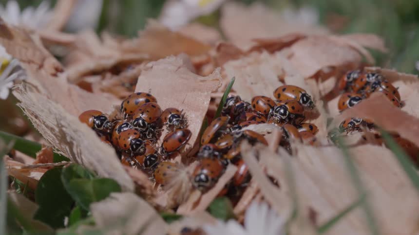 A cluster of ladybugs gathers on wood shavings in a grassy area