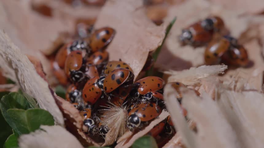 A cluster of ladybugs gathered on dried leaves outdoors