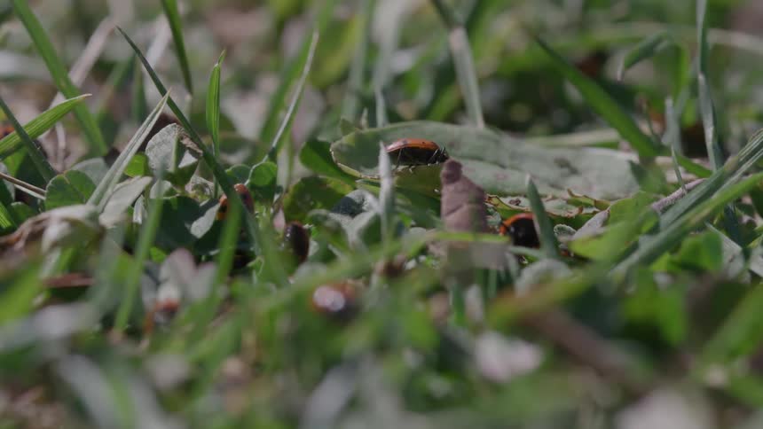 Close up of group of ladybugs crawling on the grass