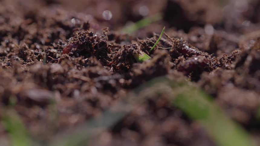 Green sprout begins to grow amidst moist soil