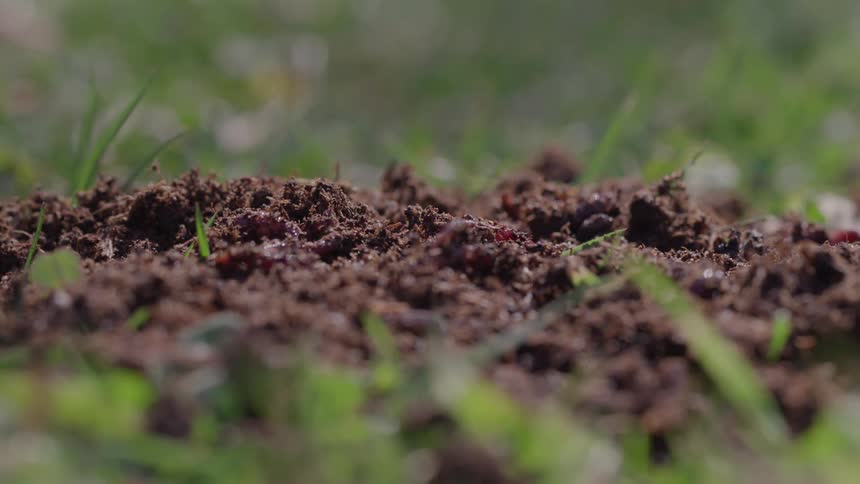 Worm crawls through the disturbed earth in a field