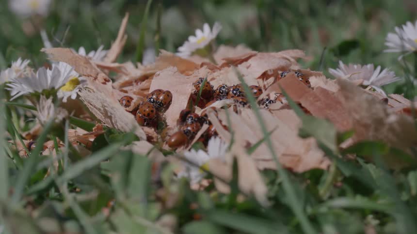 The ladybugs crawl over the wood chips