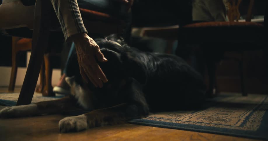 A dog with black white and brown fur is lying on a rug under a table a persons hand is shown petting the dog on its back and head