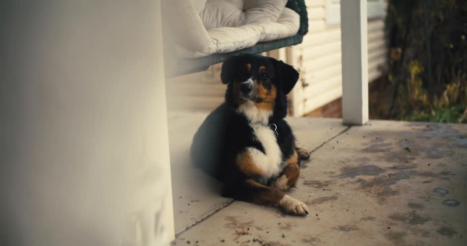 Based on the images from the video a large dog is seen resting on a porch the dog has black and brown markings and is lying down with its paws stretched out