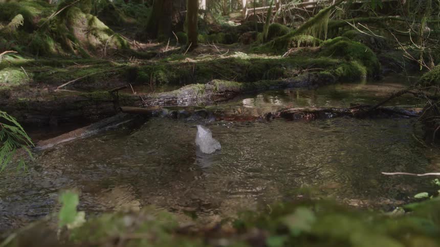 A piece of plastic bubble wrap floats and tumbles down a mossy forest stream carried away by the current