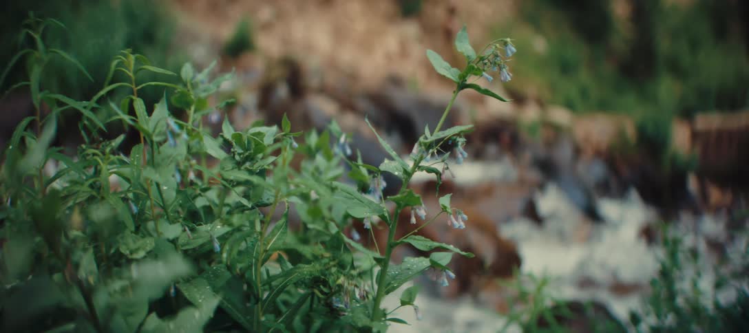 A plant in a forest near a flowing creek