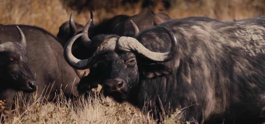 A group of large water buffalo is seen standing in a field one of the buffalo with large horns is looking directly at the camera