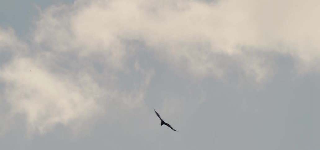 Eagle gliding across the sky below the clouds
