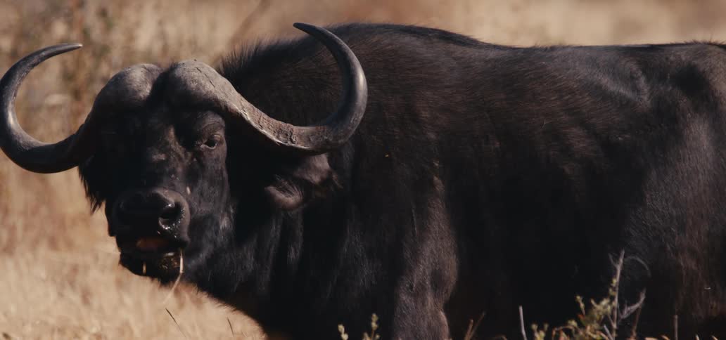 Based on the images from the video a large darkcolored buffalo with massive horns is shown in a field of dry yellowed grass it appears to be chewing on some grass with some visible hanging from its mouth the buffalo then lowers its head to graze