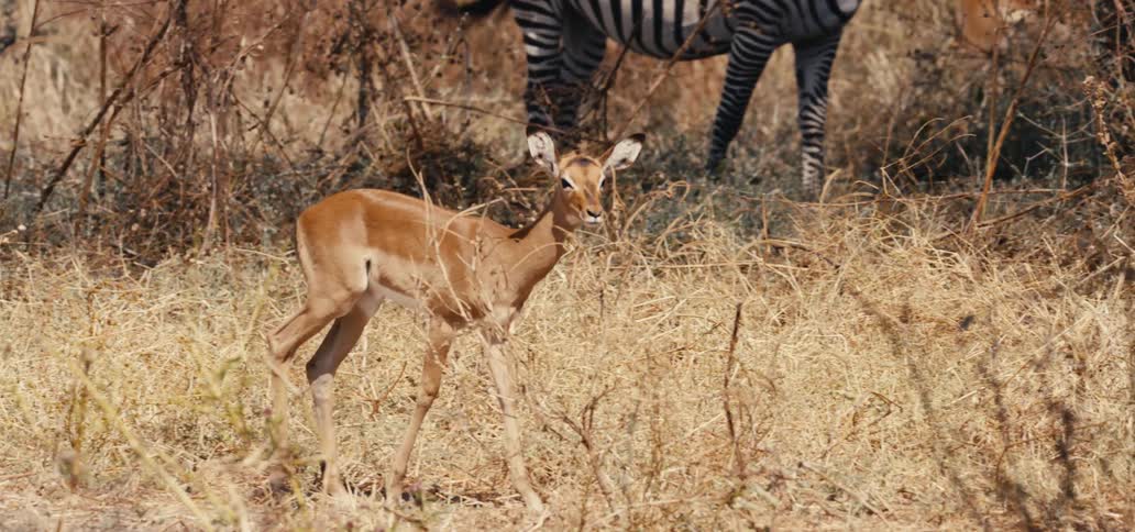 Young gazelle in dry vegetation with zebras in the background