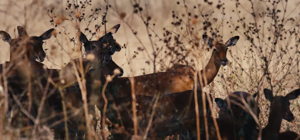 A herd of deer is standing close together and looking around