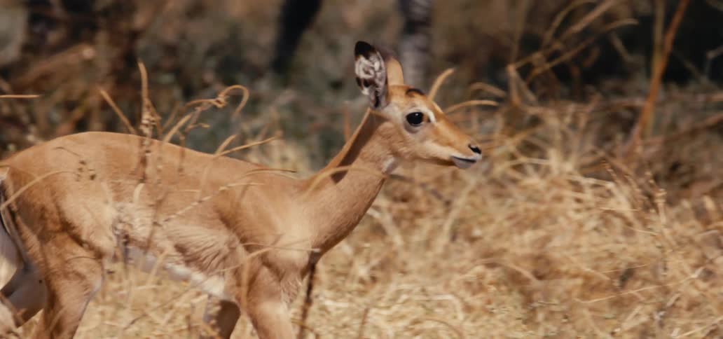 Sunlight shines on a deer as it walks in a field and a bird flies