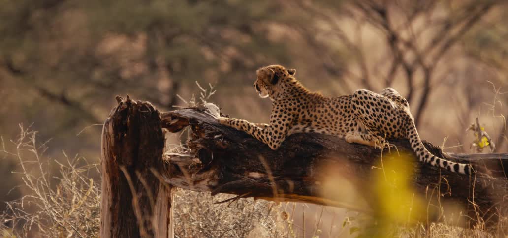 A cheetah rests on a broken tree trunk in a savanna