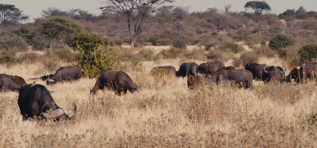 Based on the images from the video a large herd of darkcolored african buffaloes is grazing in a dry grassy field the landscape is a savanna with scattered trees and bushes in the background the buffaloes are spread out and moving slowly as they eat