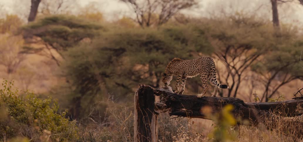 A cheetah stands alert on a fallen tree in the savanna