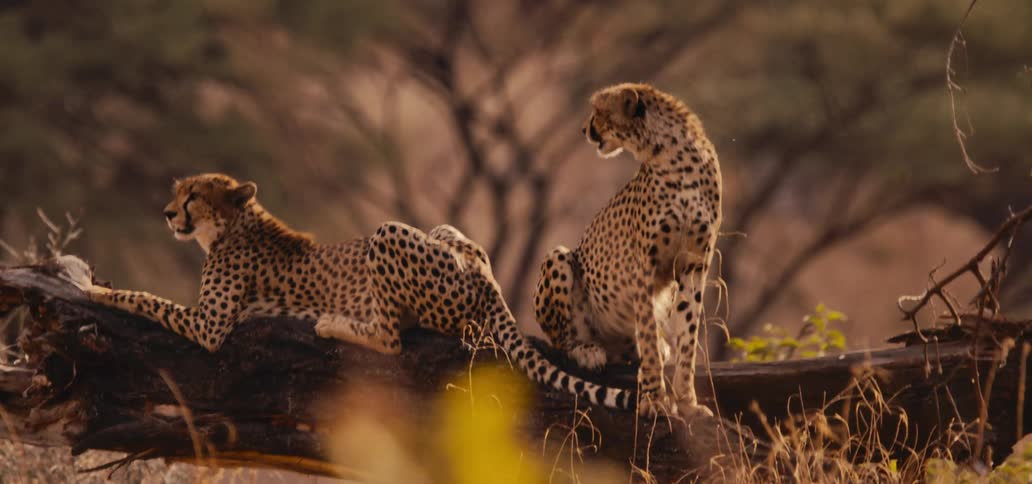 One cheetah lies and one sits on a fallen tree during the daytime