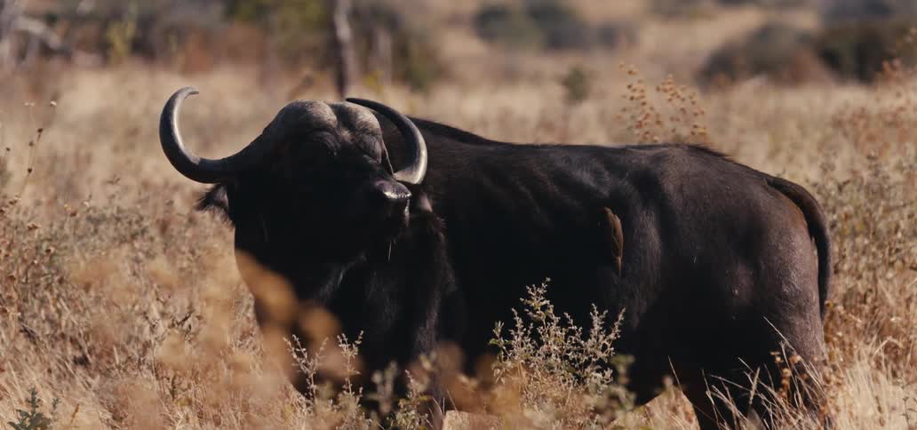 Wild buffalo with a bird perched on it in tall dry grass