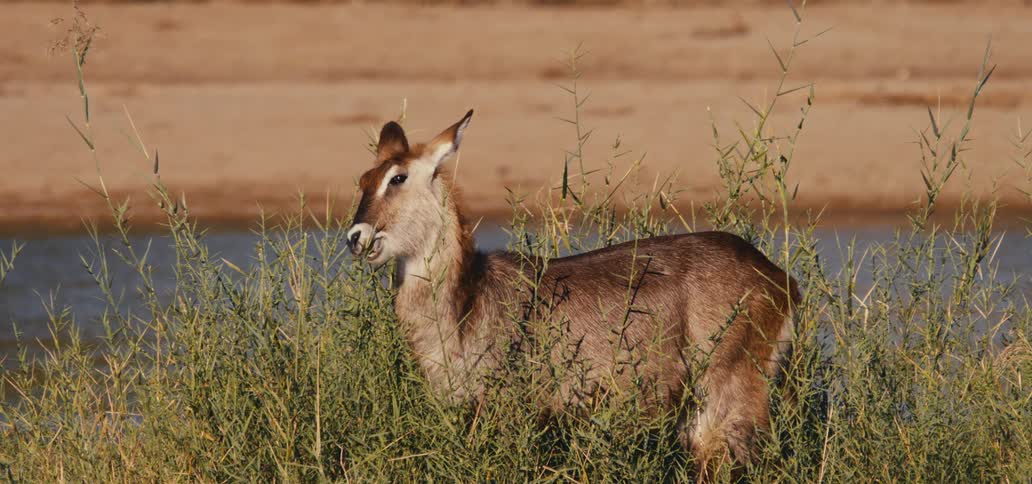 A gazelle grazing by the river