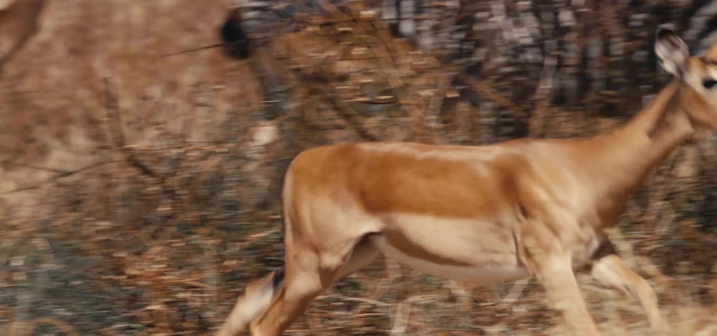 A deer sprints through a field past other deer and zebra