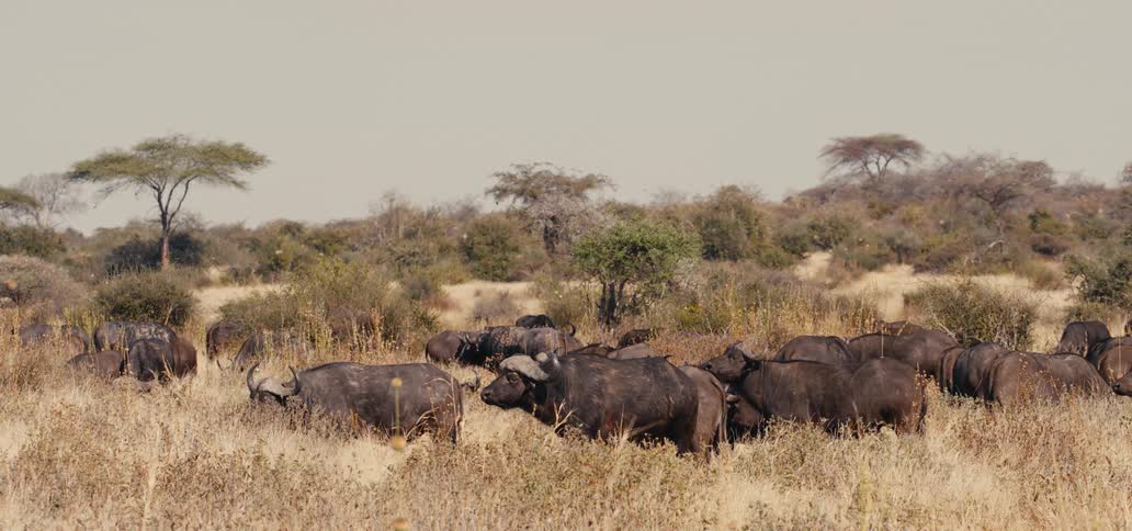 A buffalo herd in an open savanna during daytime