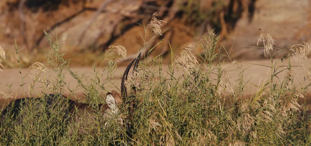 An antelope grazing on tall grass in the wilderness