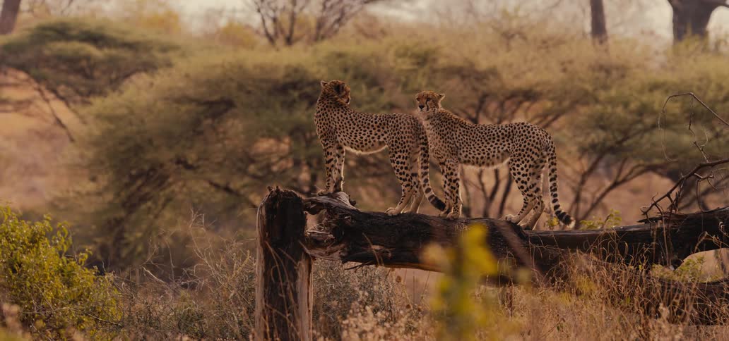 Two cheetahs stand alert and watchful on top of a large fallen log surveying the surrounding savanna landscape