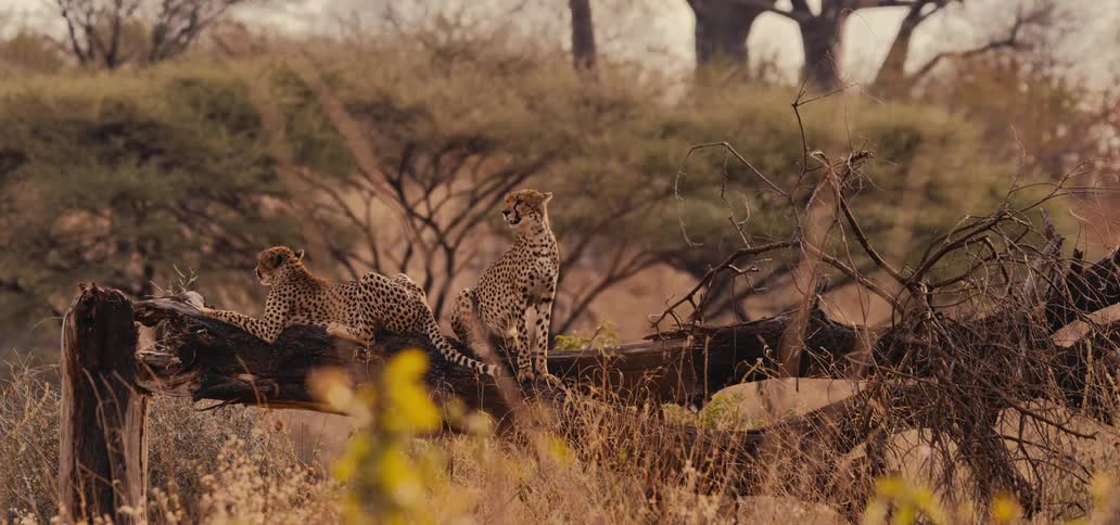 Two cheetahs rest on a fallen log amid the dry savanna vegetation