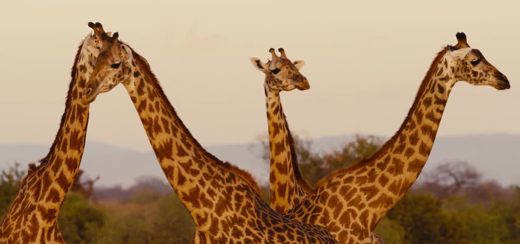 Giraffe casually walks past three other giraffes standing perfectly still