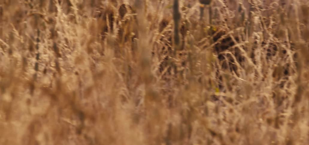 Cheetah walks through tall dry grass in the sun