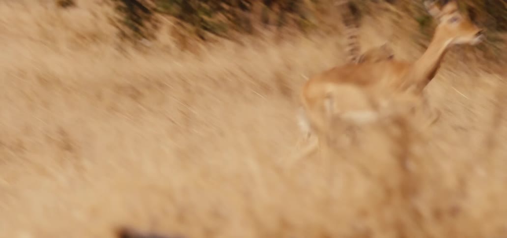 Gazelle running through the savanna chased by a young cheetah