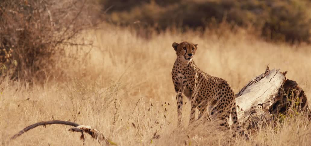 A cheetah in the safari jungle at midday