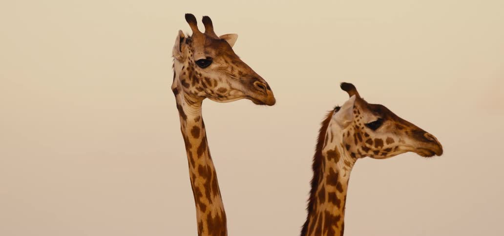A tower of giraffes stands peacefully in the golden light of the savanna at sunset while a herd of impalas gathers in the background