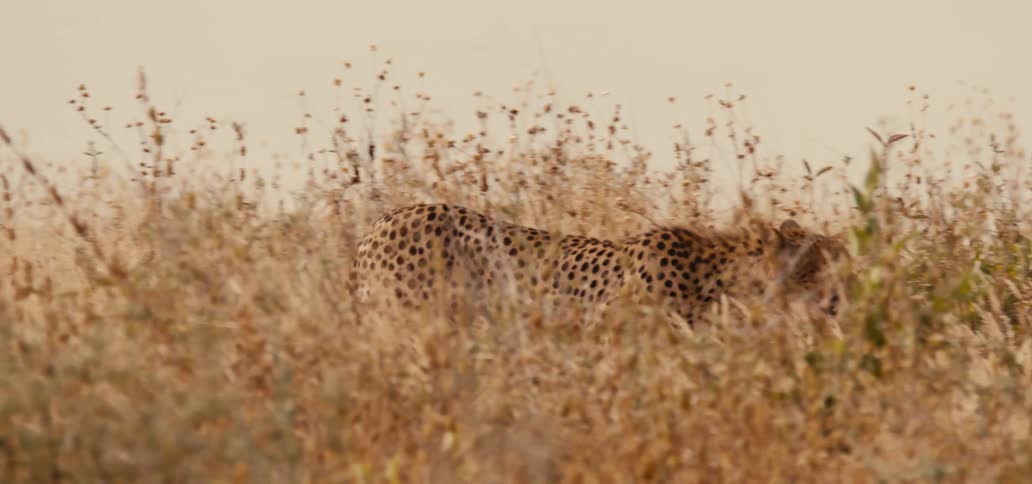The video shows a cheetah and a cheetah cub lying in the tall dry grass of a savanna the adult cheetah is alert and looking off to the left while the cub is resting close by