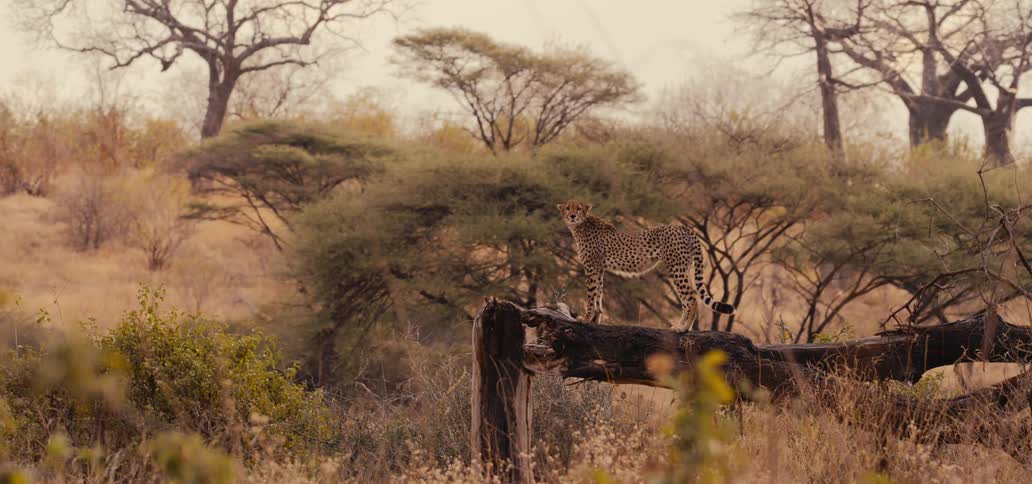 A cheetah stands alert on a fallen tree trunk in forest