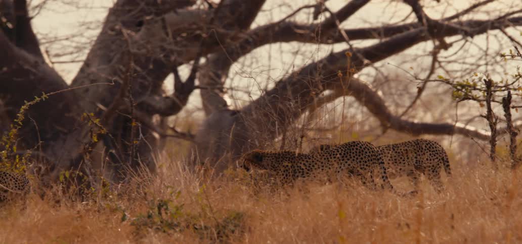 A pack of cheetahs walks across a shortgrass area in the safari jungle at midday