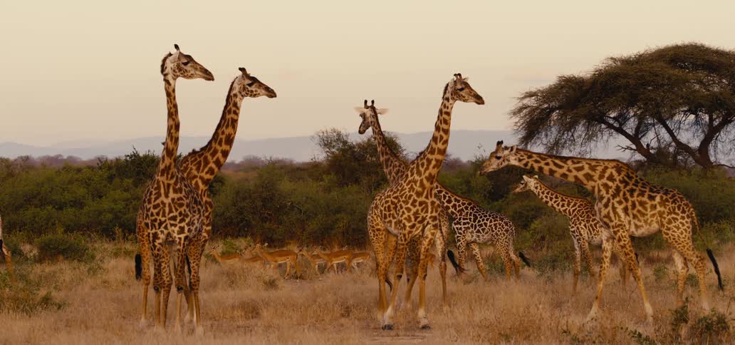 A tower of giraffes stands peacefully in the golden light of the savanna at sunset while a herd of impalas gathers in the background