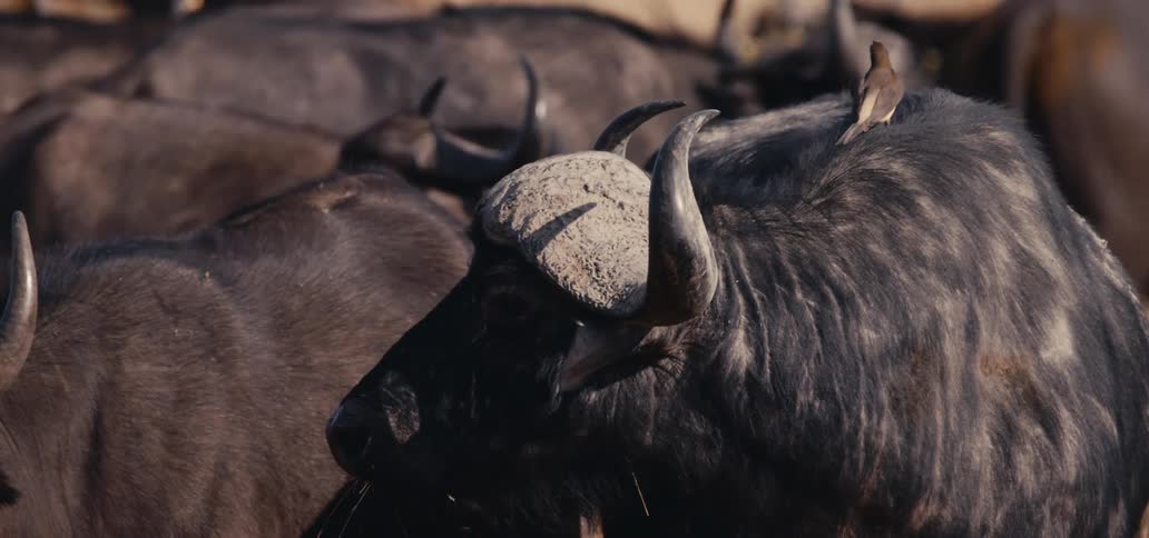 Buffalo with curved horns among the herd with a bird perched on its back