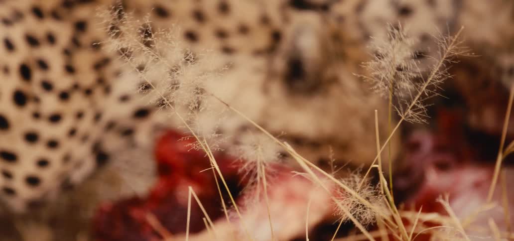 A close blurry view of a cheetahs spotted coat feeding on a bloody carcass seen through some light brown blades of dry grass