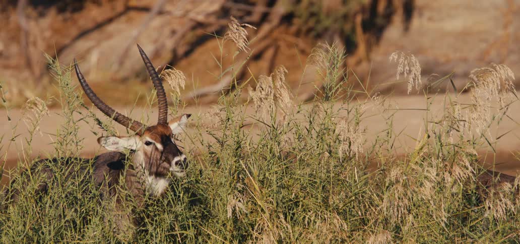 A male waterbuck with large ridged horns emerges from a tall patch of dry grass chewing its cud as it stands with its body mostly concealed