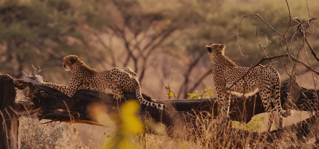 Two cheetahs are still in a savanna with dry grass one cheetah rests on a dead log facing left while the other stands on the ground with its tail raised both animals looking out of frame