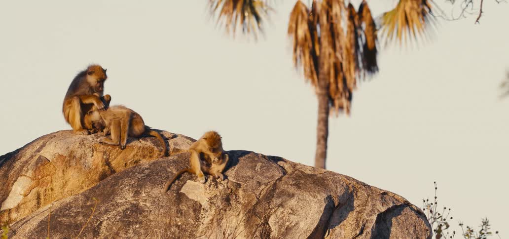 Monkeys sit on large rocks in the wild