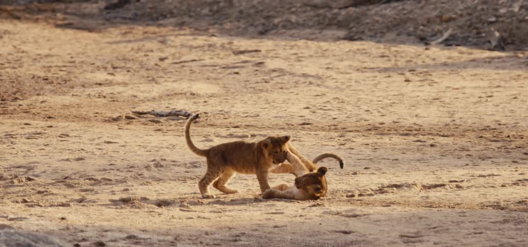 Two lion cubs stalk and play with each other
