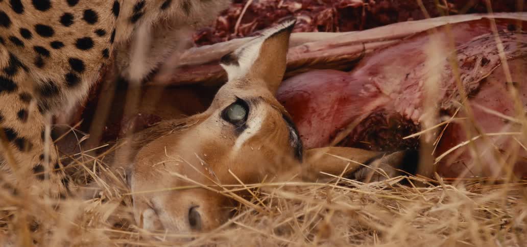 A cheetah feeds on a dead antelope in the grasslands