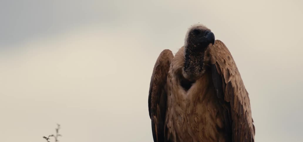 A vulture perches on a tree in the woods at midday