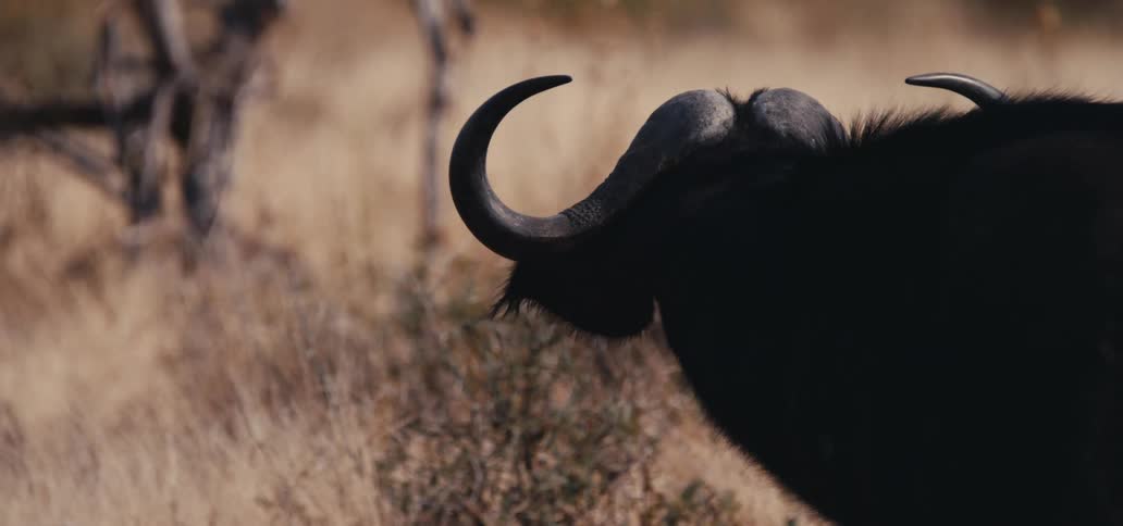 Buffalo with curved horns among dry vegetation