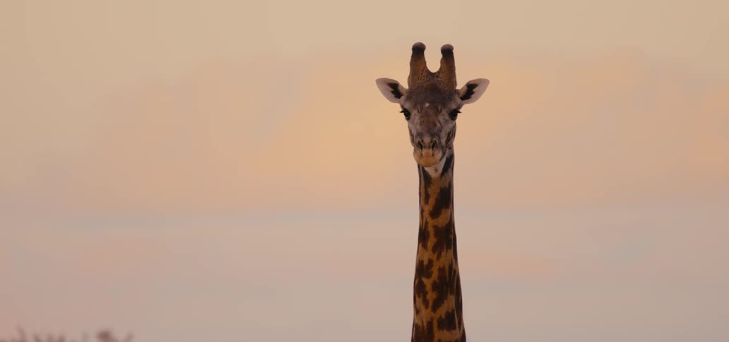 A head and neck of a giraffe are centered in the frame the giraffe is looking straight ahead at the camera
