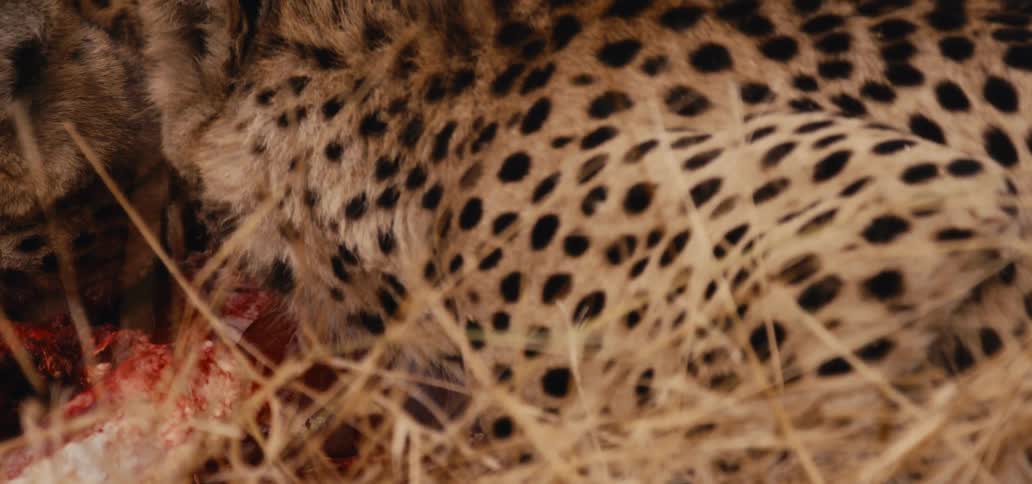 Two cheetahs are lying in dry brown grass feeding on a large bloody piece of meat and bone with one cheetahs spotted coat face and ear visible in a close view