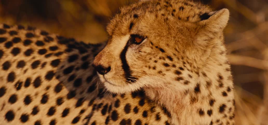 A cheetah in the wild looks around for prey at midday